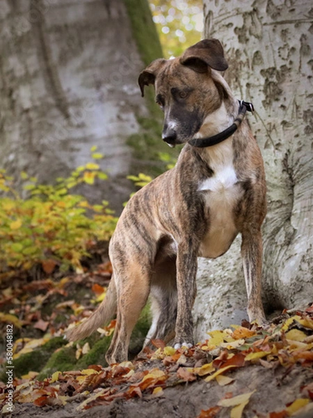 Fototapeta Hunderunde
