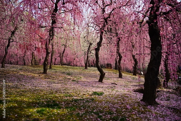 Fototapeta 日本の春、梅と椿