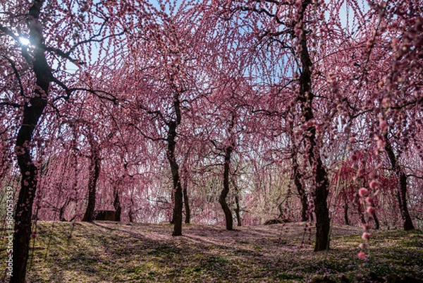 Obraz 日本の春、梅と椿
