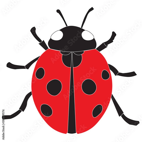 Fototapeta Ladybird or Ladybug