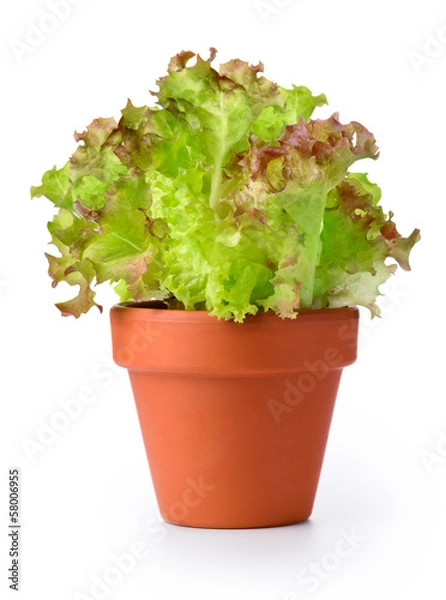 Obraz Lettuce in a pot