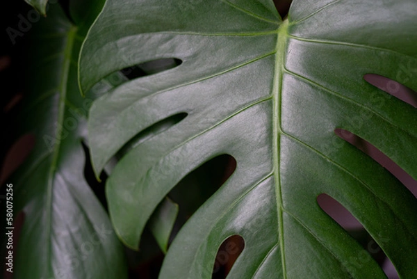 Fototapeta leaf background