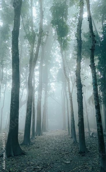 Obraz A beautiful misty forest.