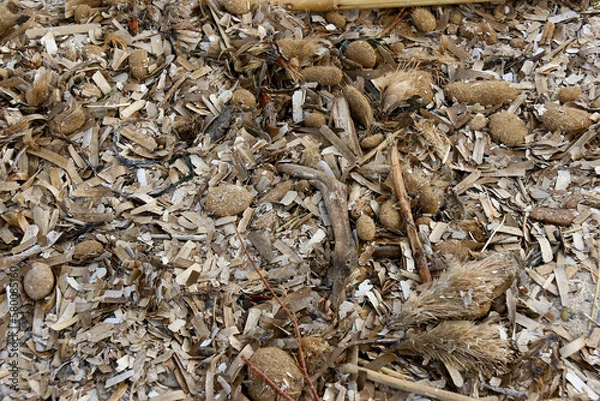 Fototapeta des algues séches sur la plage