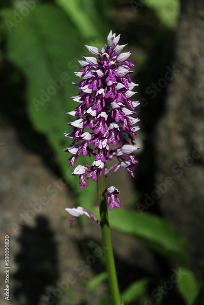 Fototapeta Vertical picture of the military orchid - Orchis militaris in botanical garden, Lithuania nature 