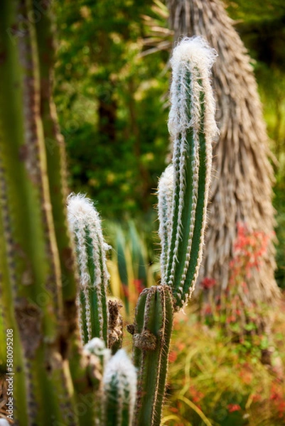 Obraz Pilosocereus leucocephalus Kakteengewächs