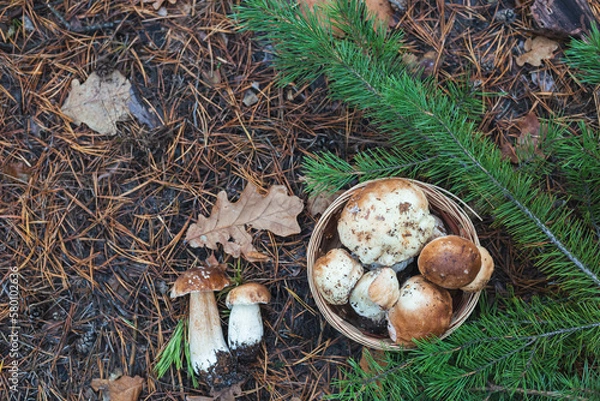 Obraz eggs in the nest