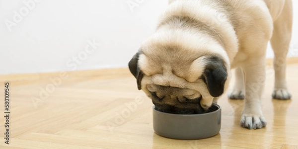 Obraz pug dog with bone