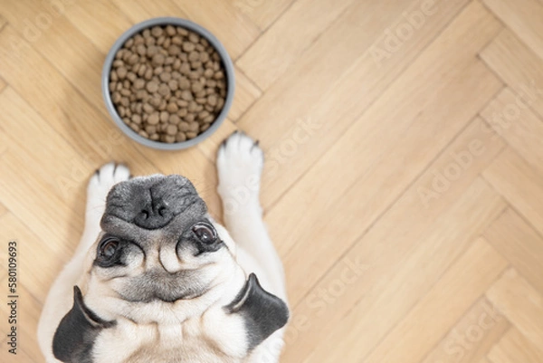 Fototapeta A beige pug dog lies on a wooden floor near a bowl of food and looks sadly into the camera.