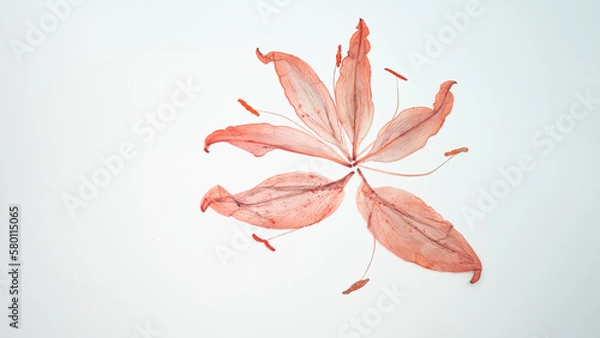 Fototapeta Pressed and dried delicate Lilies Lilium Lily flower and leaves isolated from background. For use in scrapbooking, floristry or herbarium..