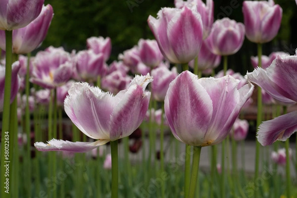Obraz plenty of pink terry tulips on a flower bed in a sunny spring garden with a blurred background