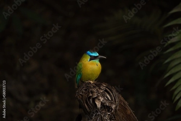 Fototapeta turqoise browed motmot - on tree