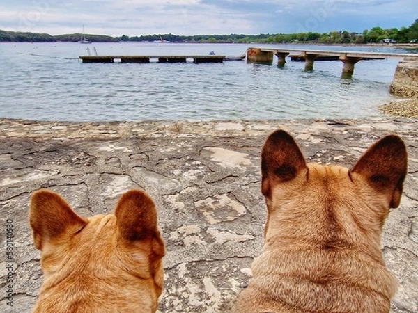 Obraz Frenchie on the beach