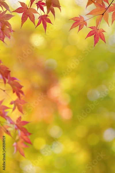 Fototapeta Japanese maple tree leaves colorful background in autumn