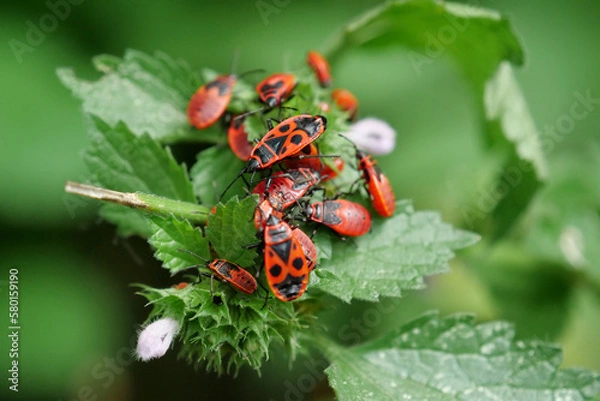Obraz Firebugs sitting on green bush, pyrrhocoris apterus