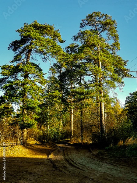 Fototapeta Yellow sandy path that leads to green pine trees illuminated by the bright sun