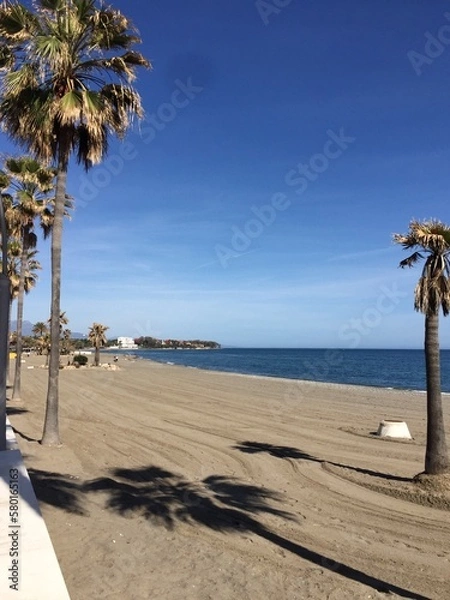 Fototapeta trees on the beach