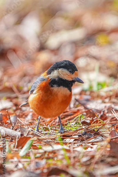 Fototapeta ヤマガラ