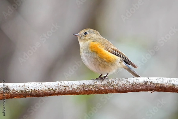 Fototapeta ルリビタキ