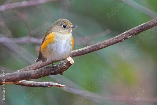 Fototapeta ルリビタキ