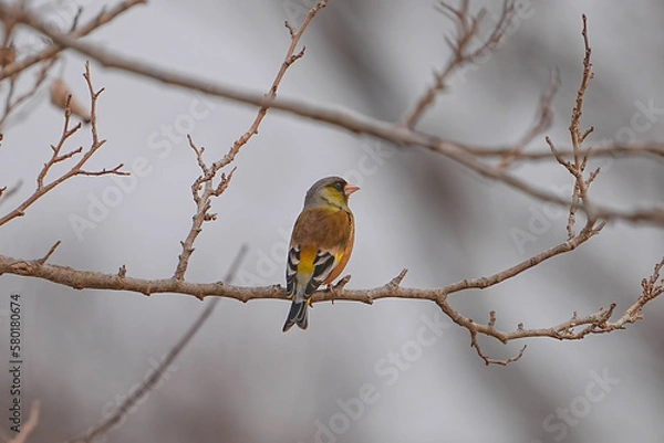 Fototapeta カワラヒワ