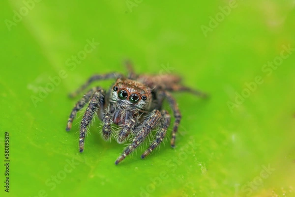 Obraz jump spider on leaf in close up