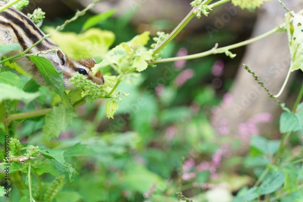 Obraz 草から草へ飛び移るシマリス