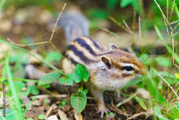 Obraz 自然の中にいるシマリス