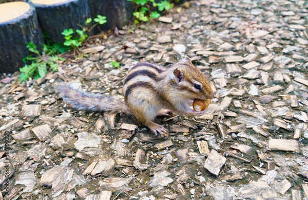 Obraz どんぐりをかじるシマリス