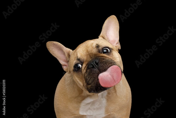 Fototapeta Funny portrait of French bulldog licking screen on isolated black background, front view