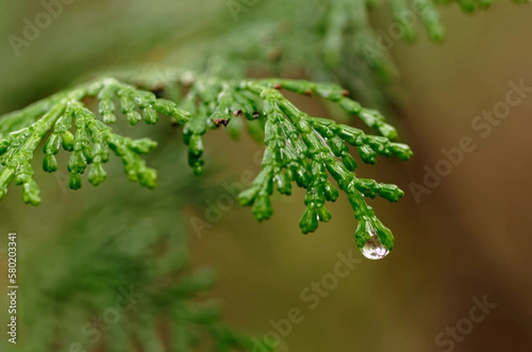 Fototapeta 濡れたヒノキの葉