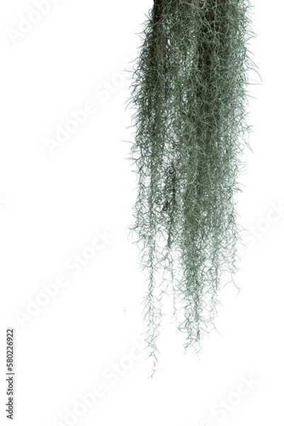 Obraz Spanish moss isolated on white background. Clipping path.