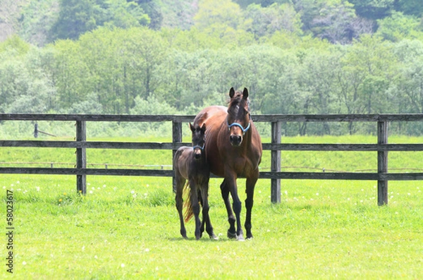 Obraz サラブレッドの親子