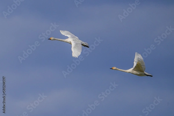 Fototapeta コハクチョウ