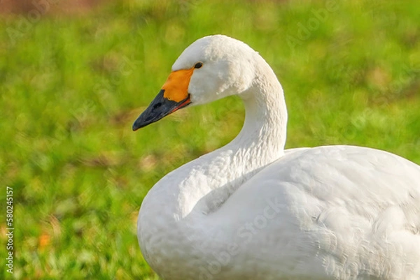 Fototapeta コハクチョウ