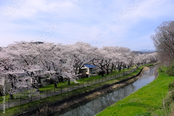 Obraz 春の玉川上水の風景