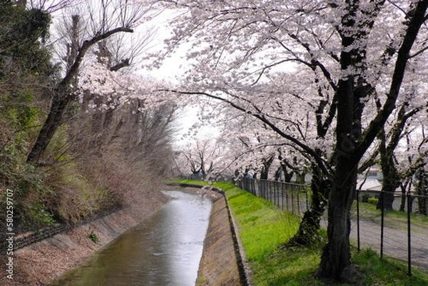 Obraz 羽村市玉川上水の桜