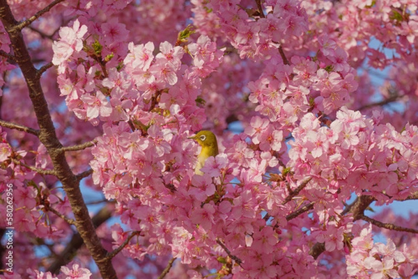 Fototapeta 満開の桜の中でたたずむメジロ