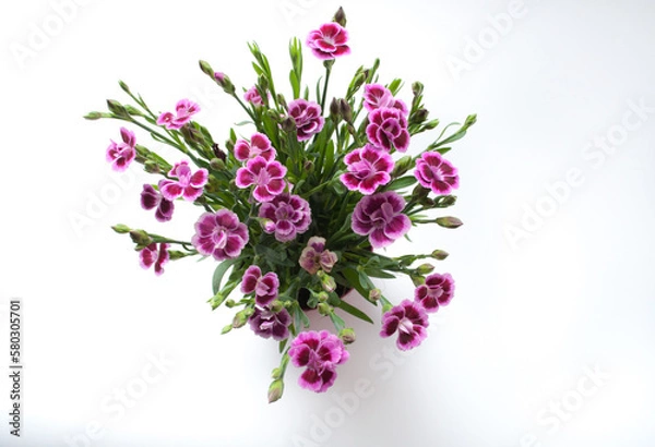 Obraz pot de mini œillets vu de dessus