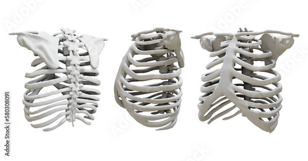 Obraz  3d rendering human rib cage skeleton organ perspective view