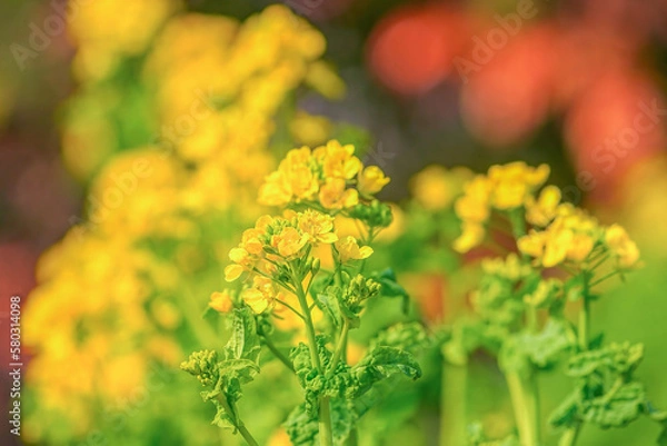 Fototapeta 菜の花