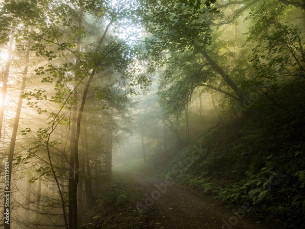 Fototapeta Light and colors in a foggy forest