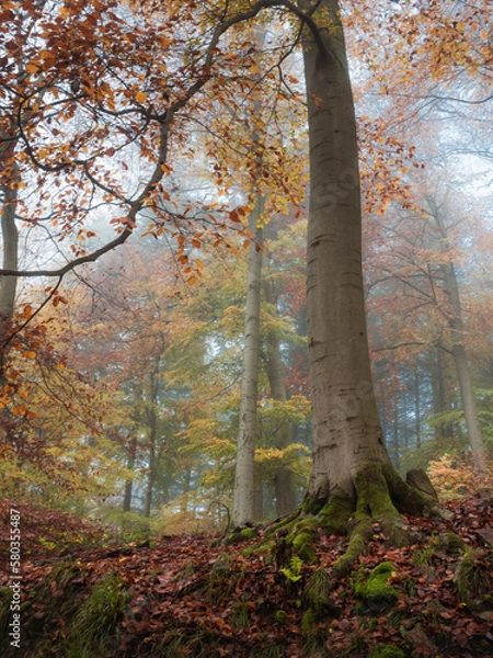 Fototapeta All the colors of autumn in a foggy forest view