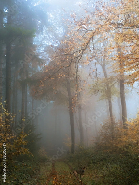 Fototapeta Track along a colorful beech and conifer forest in fog