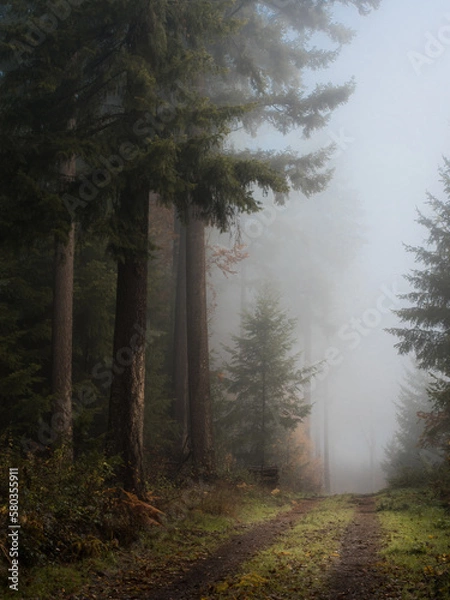 Fototapeta Along a path in a foggy conifer forest