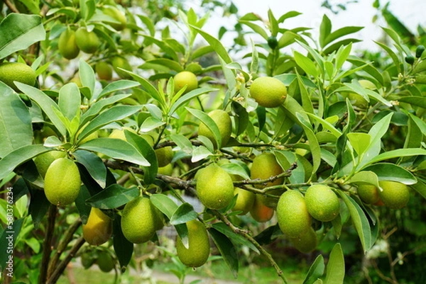 Fototapeta Kumquats fruit on tree background. Fresh green kumquats or cumquats fruit on tree in the garden. Citrus japonica Thunb fruit. (RUTACEAE)