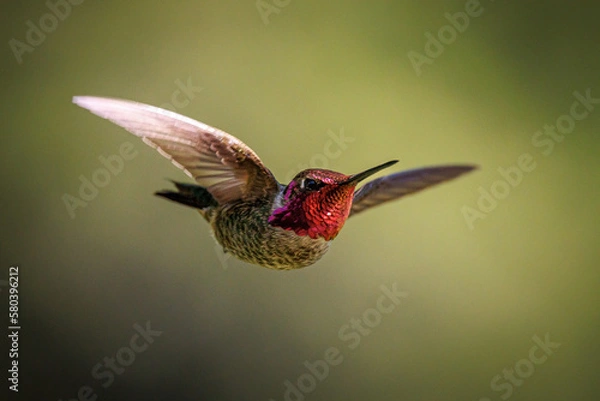 Obraz Anna's hummingbird
