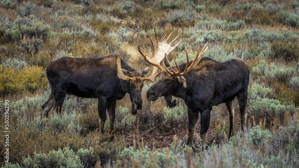 Fototapeta Bull moose