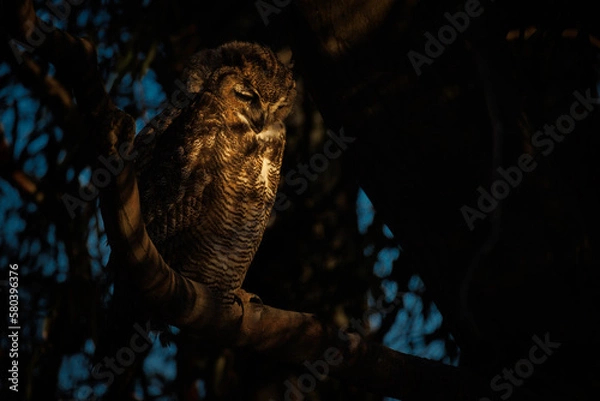Obraz great horned owl