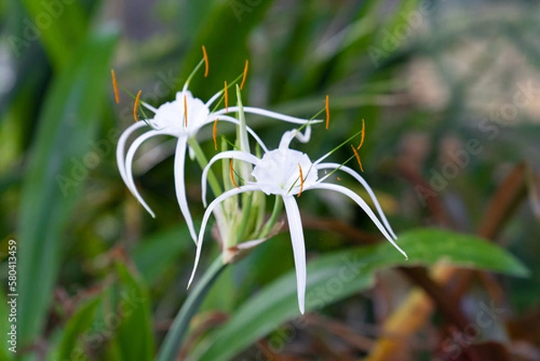 Fototapeta white flower